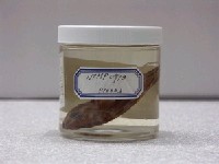 藏品(柴魚)的圖片